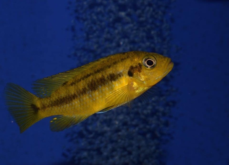 Petrotilapia microgalana 'Nkhata Bay'